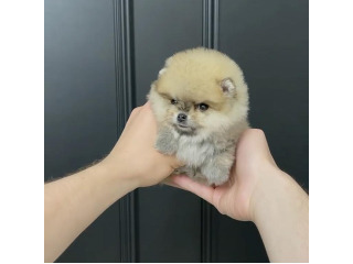 גורי פומרניין דובי בצבע קרם