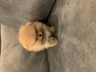 גורי פומרניין דובי בצבע קרם