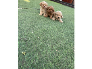 גורי מלטיפווו יפייפים רמה ממש