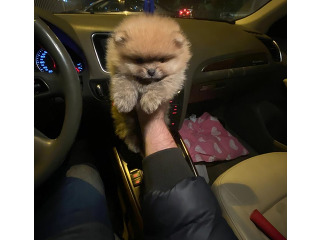 גורי פומרניין דובי בצבע קרם