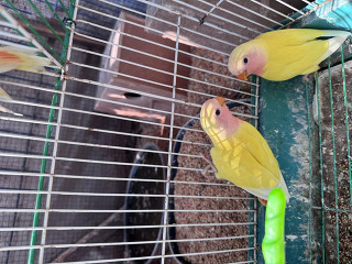 תוכי אהבה בצבעים יפים 
צהוב 150
ירוק ב50