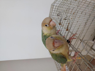 גוזלי גרינציק האכלות יד גמולים