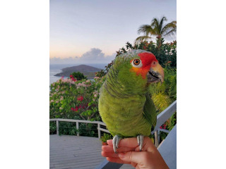 תוכי אמזונס מקסימים לאימוץ חופשי