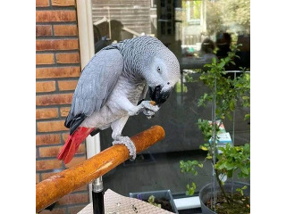 תוכים אפריקאים מקסימים לאימוץ חינם