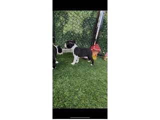 בוסטון טרייר עם תעודות יוחסין