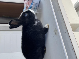 ארנב יפה עם עיניים כחולות