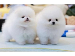 גורי פומרניאן מוכנים לאימוץ חופשי