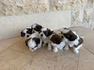 למכירה גורי שי־צו גזעיים ומתוקים