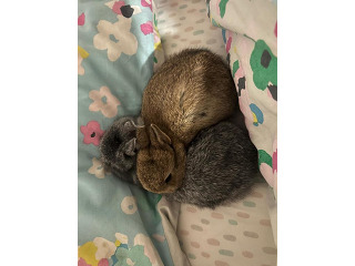 ארנב חמוד ומקסים פעיל ומלא