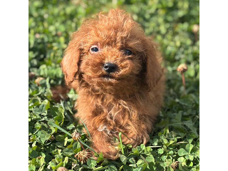 גורי פודל זכרים ונקבות חמודים