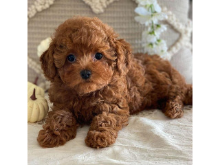 גורי פודל זכרים ונקבות חמודים