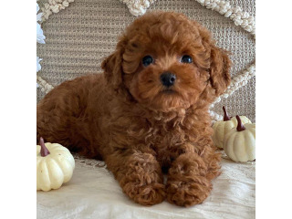 גורי פודל זכרים ונקבות חמודים