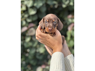 כלבים תחש/דקל מכירה