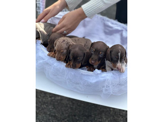 כלבים תחש/דקל מכירה