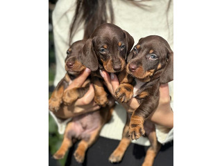 כלבים תחש/דקל מכירה