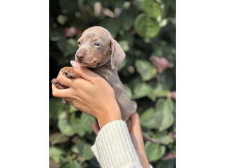 כלבים תחש/דקל מכירה