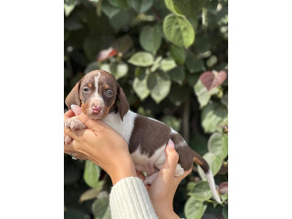 כלבים תחש/דקל מכירה