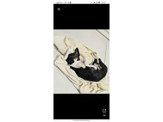 ציוואווה מתוק ממש עם כל