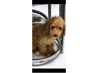 כלבת פודל ב 3חודשים מחוסנת מחיר מציאה