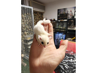 שוגרים צעירים בני שלושה חודשים