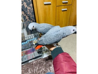 תוכי אפור אפריקאי