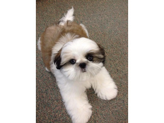 גורי שיצו גזעיים ברמה גבוהה