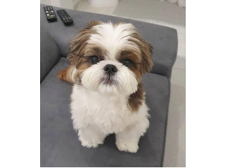 גורי שיצו גזעיים ברמה גבוהה