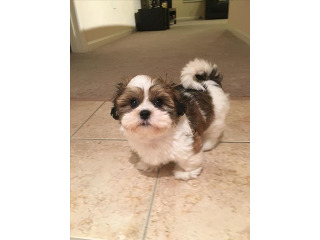 גורי שיצו גזעיים ברמה גבוהה