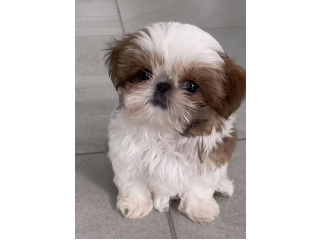 גורי שיצו גזעיים ברמה גבוהה