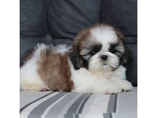 גורי שיצו גזעיים ברמה גבוהה