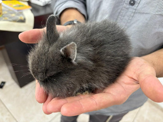 ארנב ננסי הולנדי קטן חמוד