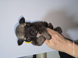 5 גורים מעלפים ויפים עם