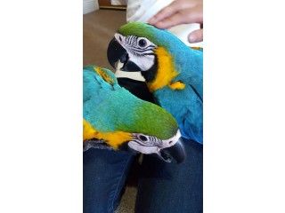 תוכי ארה כחולים וזהובים