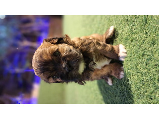 גורי שיפו צבעים מיוחדים נדירים