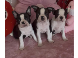 בוסטון טרייר עם תועות יוחסין