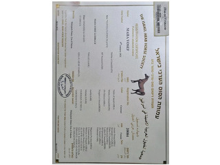 סוסה בת 4 שנים
בהריון 8