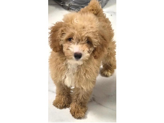 גורה פודל בת 3 חודשים