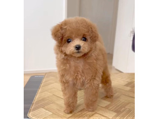 לאה היא פודל מקסימה בת