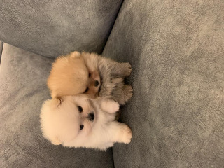 גורי פומרניין דובי בצבע קרם