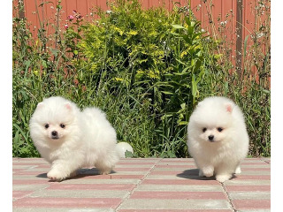 גורי פומרניאן מקסימים לאימוץ חינם