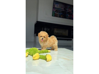 גור פודל מקסים לאימוץ חינם,