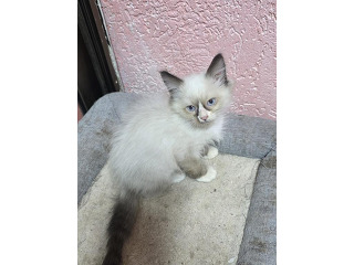 גורות רגדול בגיל 2