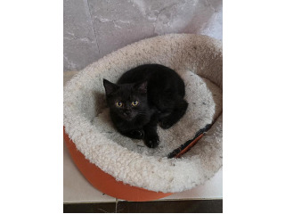 גורים סקוטי בני 4 חודש