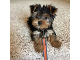 גורי יורקשייר טרייר מקסימים