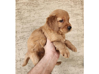 גורי גולדן רטריבר מהממים לאחר