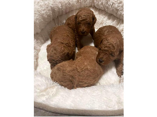 המלטה ביתית של גורי פודל מהממים צבע אדום