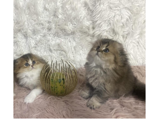 סקוטים גזעיים ומהממים פעלי אופי