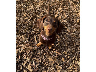 לאה היא פודל מקסימה בת