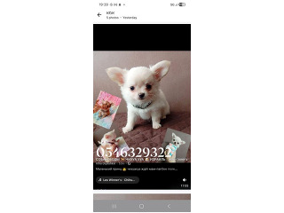 Длинношерстные мальчики чихуахуа ищут но...