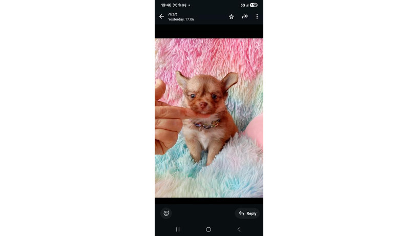 dlinnoserstnye-malciki-cixuaxua-ishhut-no-big-4